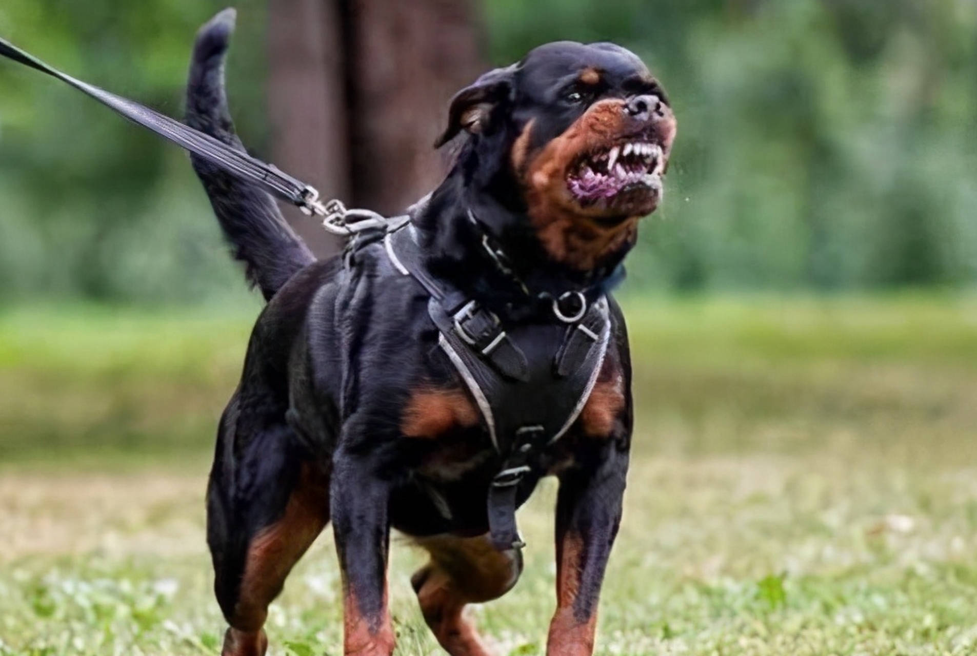 罗威纳犬的专业饲养指南,包含品种特点与饲养要点