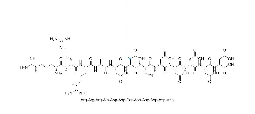 Casein Kinase-2 Substrate Peptide；Arg-Arg-Arg-Ala-Asp-Asp-Ser-Asp-Asp-Asp-Asp-Asp