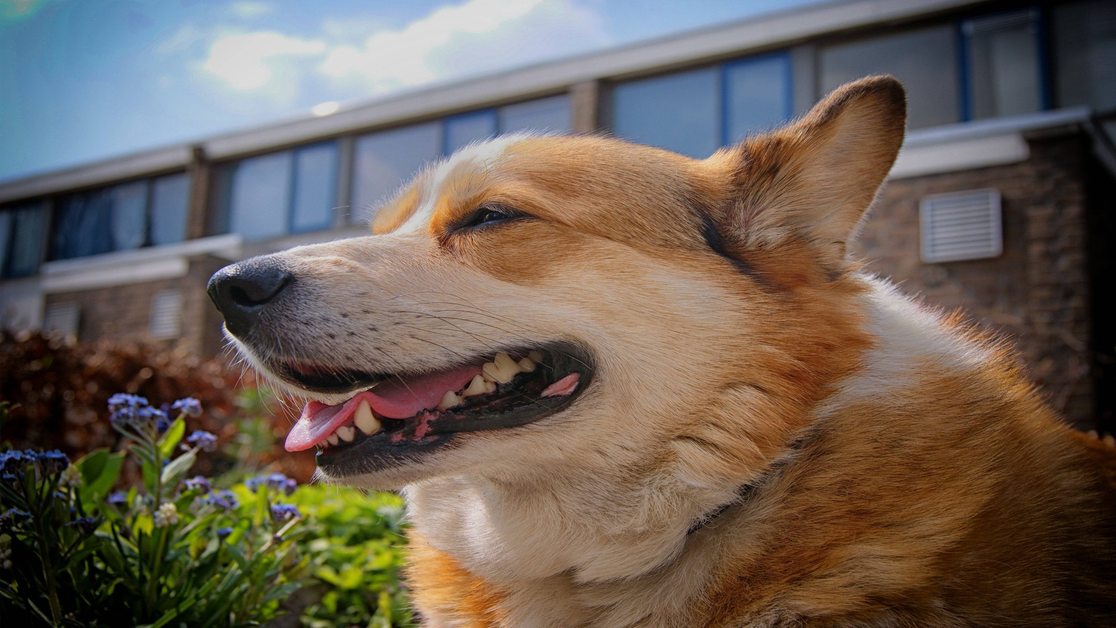 生肖猪明年狗年运势(生肖猪明年的运势)