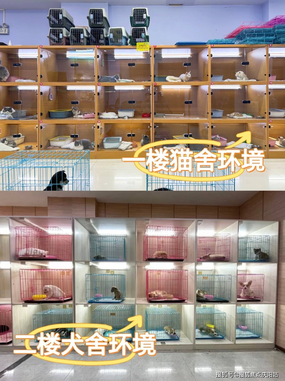 苏州买博美犬在哪里买靠谱又便宜这里实体店选购宠物安全可靠更值得