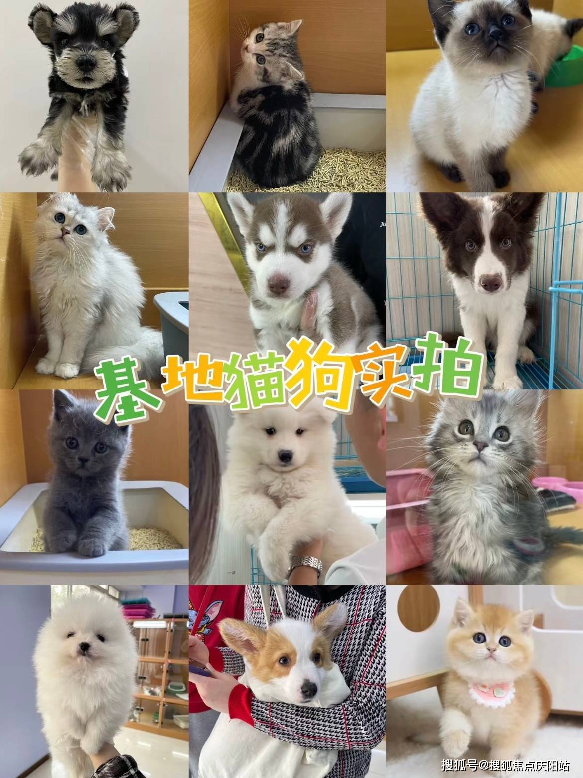 昆明买泰迪犬哪里有实体店这里实体店选购宠物安全可靠更值得信赖