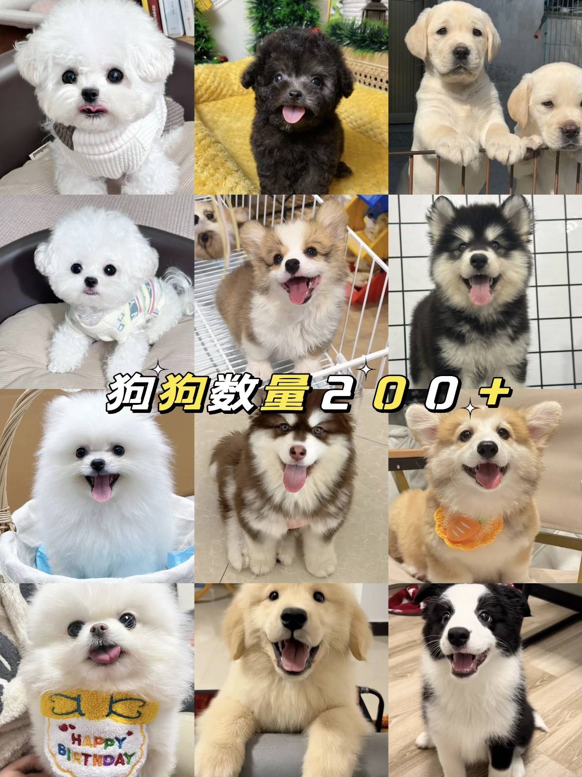 昆明怎样选择靠谱的宠物店这里宠物健康可溯源拒绝星期宠