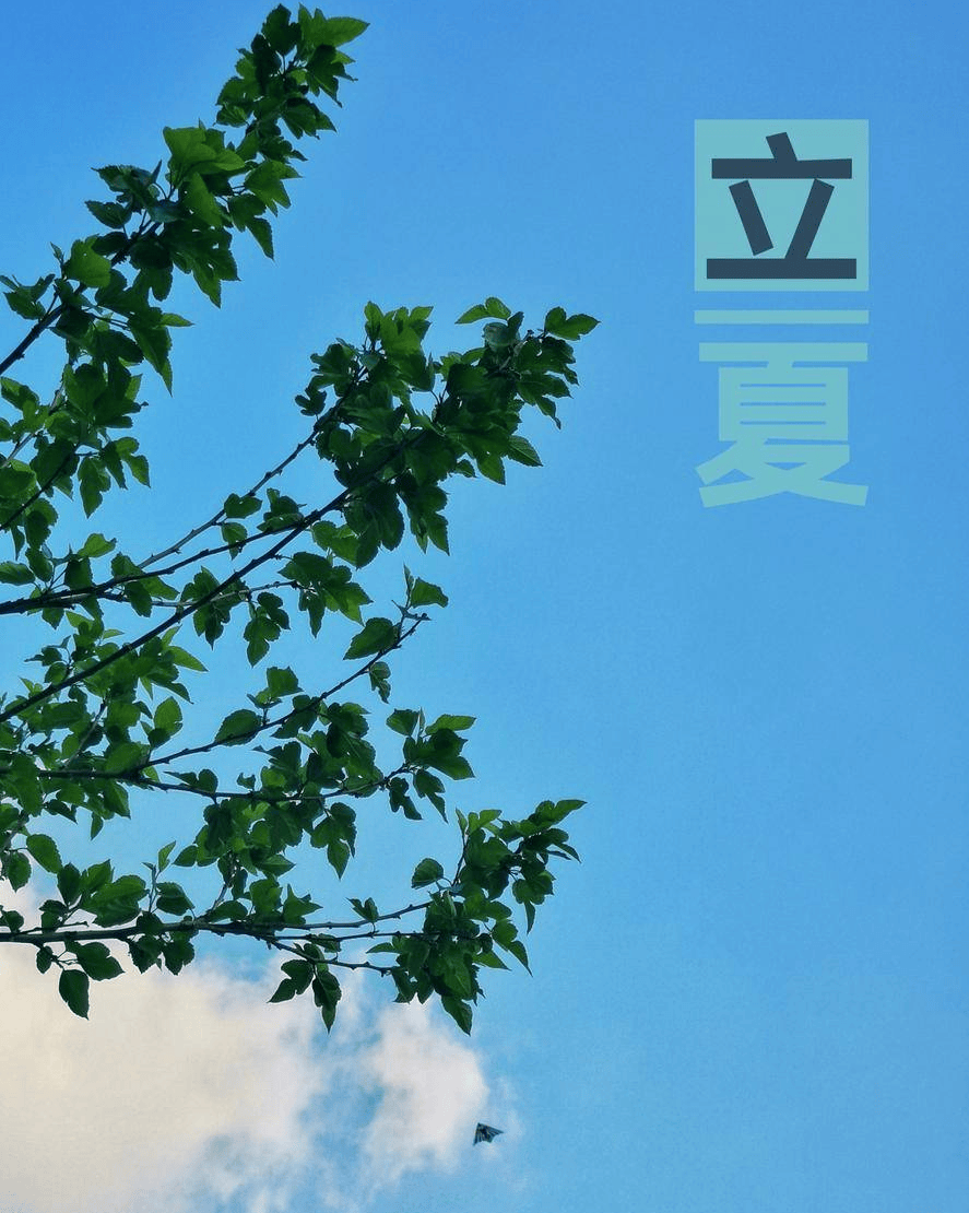 立夏餐桌封神！这6种“养生神器+美味担当”，轻松安稳度苦夏