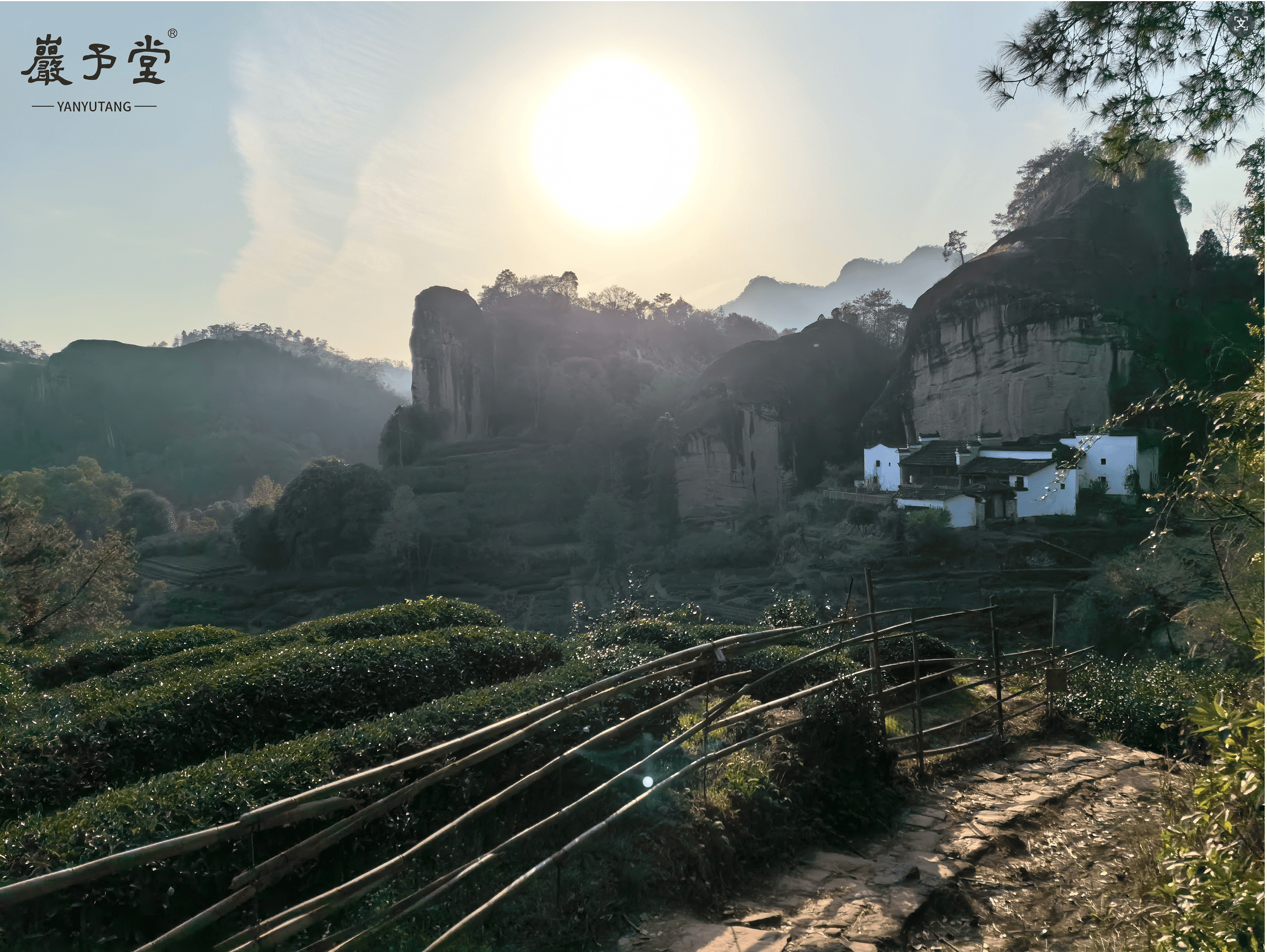 茶山图片1.png