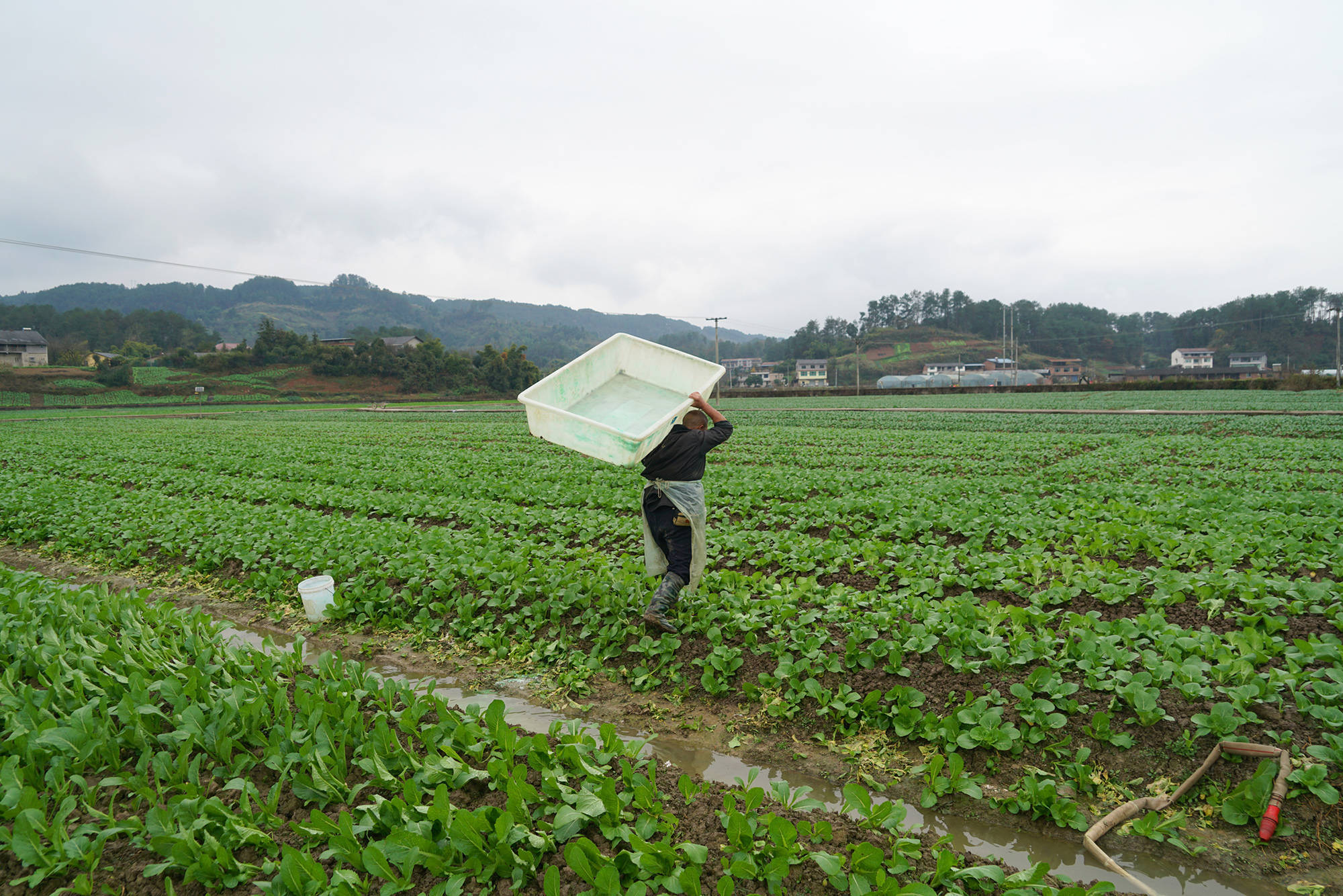 《沃野》12月2日,涪陵區龍潭鎮義和村蔬菜基地,菜農在地裡勞作.