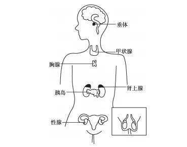 人体示意图 内分泌腺图片