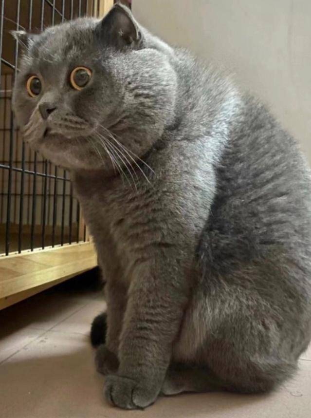 网红猫一天生气800回,疯狂骂街,知情人:不敢惹它,后台很硬.