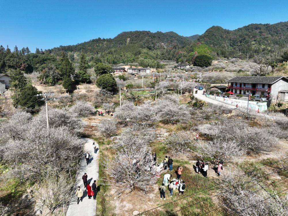 福建永泰:梅花飘香迎客来_永泰县_福州市_葛岭镇