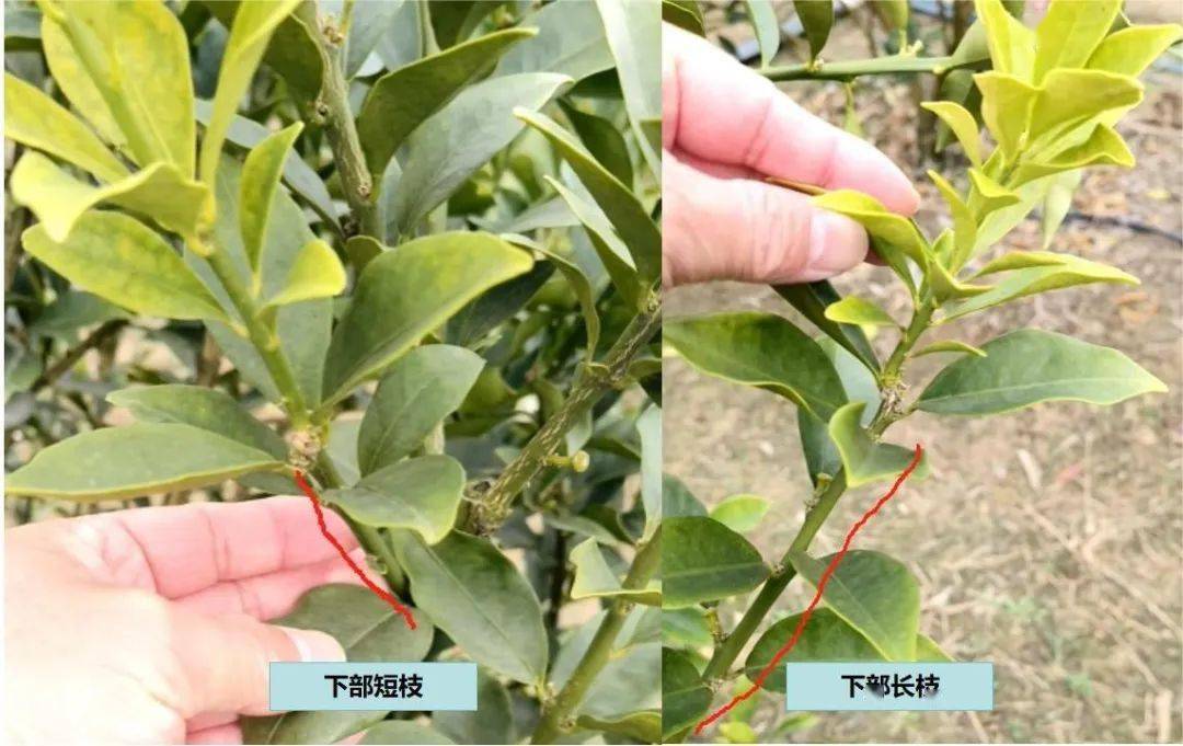 脆蜜金桔结果树和小树,冬剪方式一样吗?_修剪_进行_枝条