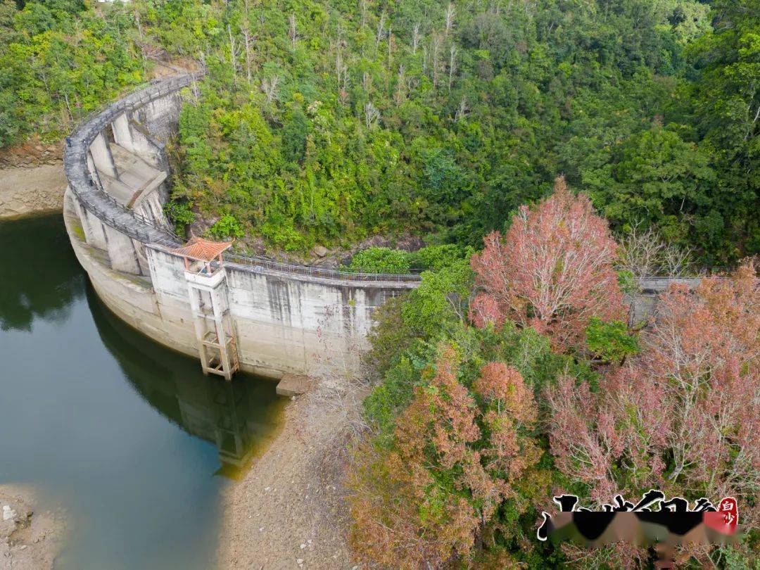 山城印象 | 雨林深處_楓葉_元門鄉_紅坎