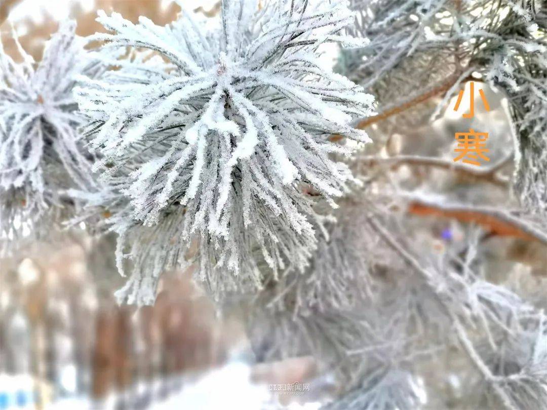 小寒已至,盼雪迎春丨6日雪花款款來~_哈爾濱_氣溫_多雲