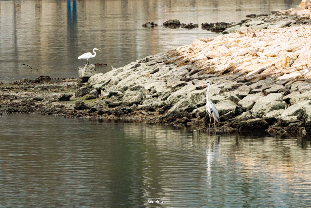 深圳7大免費「觀鳥地」,不只深圳灣_公園_鳥兒_溼地