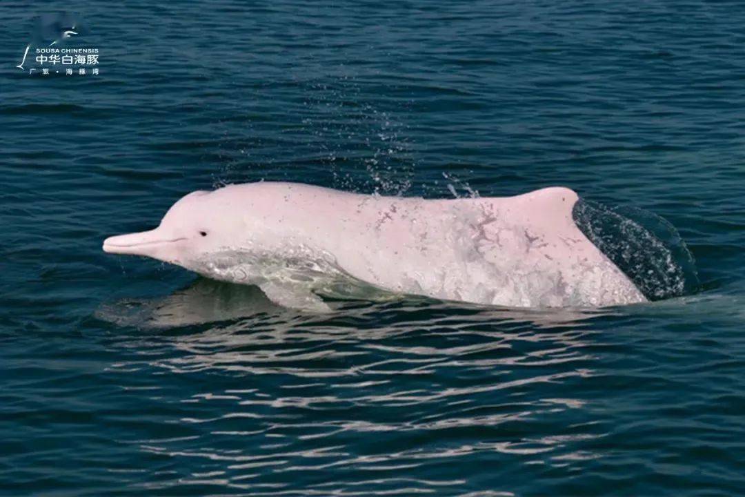 钦州三娘湾游玩攻略来了!让你来了就不想走!_中华白海豚_tips#_part