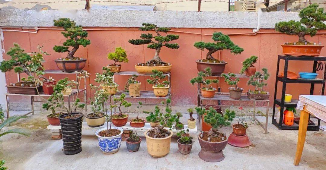 荒地变花园,盆景变"风景"…园艺达人为小区植绿补"妆"提"颜值"!