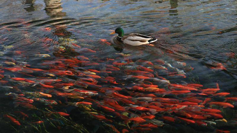 魚翔淺底浪花翻騰 烏魯木齊水磨河_冰川_野鴨_泉水