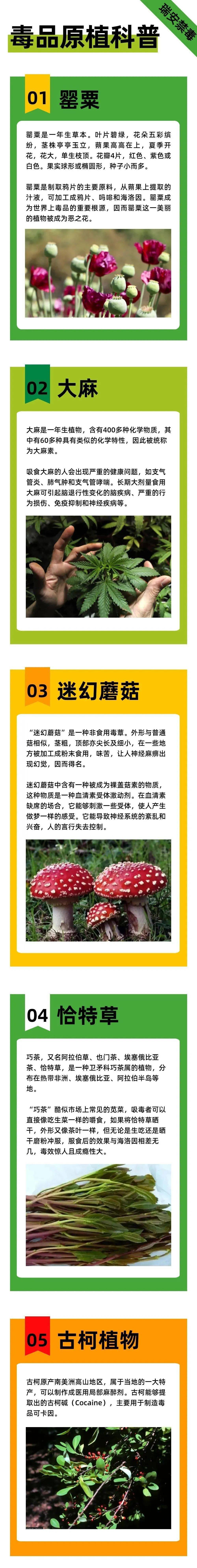 【禁毒专栏】教你如何辨别罪恶之花——罂粟