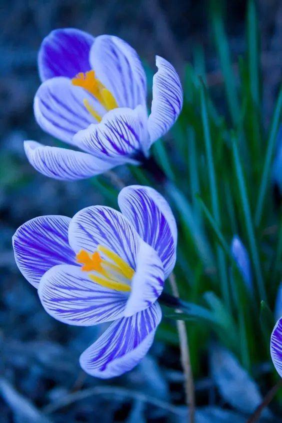 藏红花(番红花)