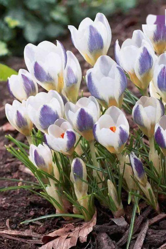 藏红花(番红花)