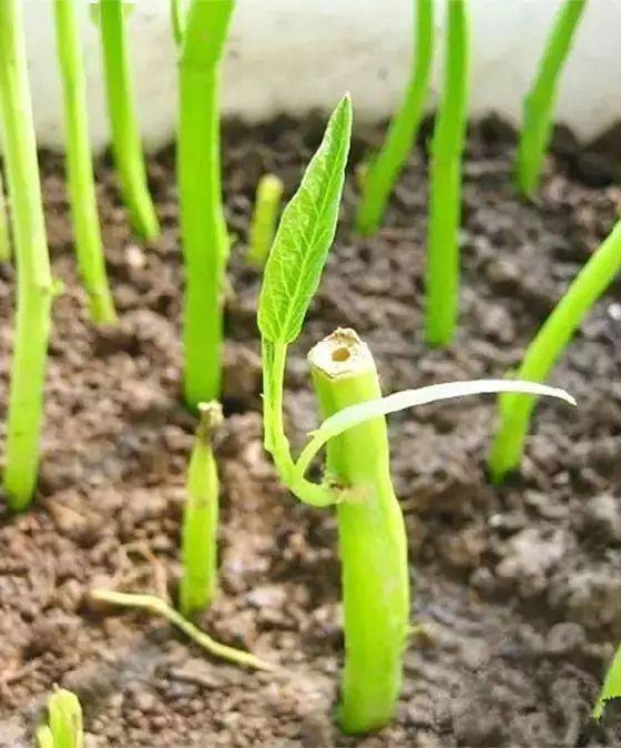 這些菜插在花盆裡就能瘋長,讓你少去好多趟菜市場呢_食用_土壤_枝條