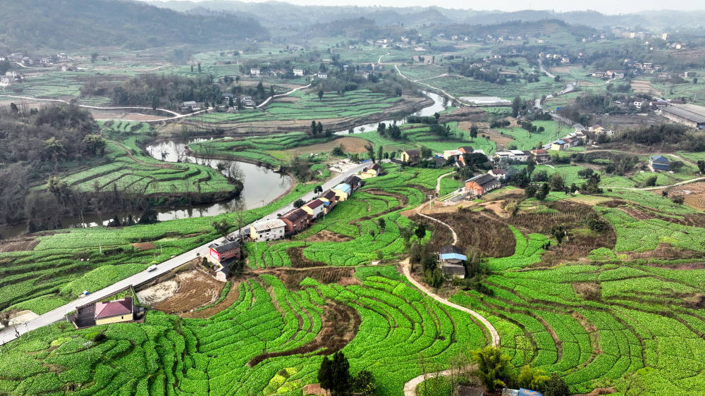 1月8日,丰都县社坛镇永兴村,连绵起伏的榨菜基地与清澈蜿蜒的碧溪河