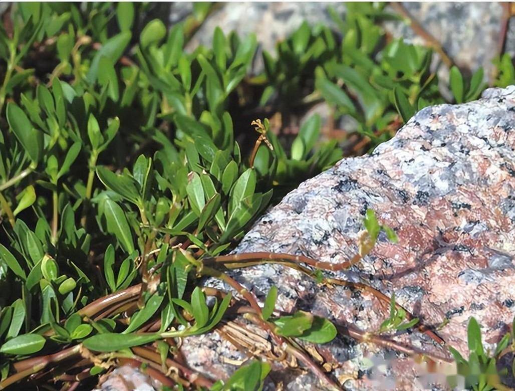 广东常见红树林植物一一半红树及伴生植物_台湾_花冠_椭圆形