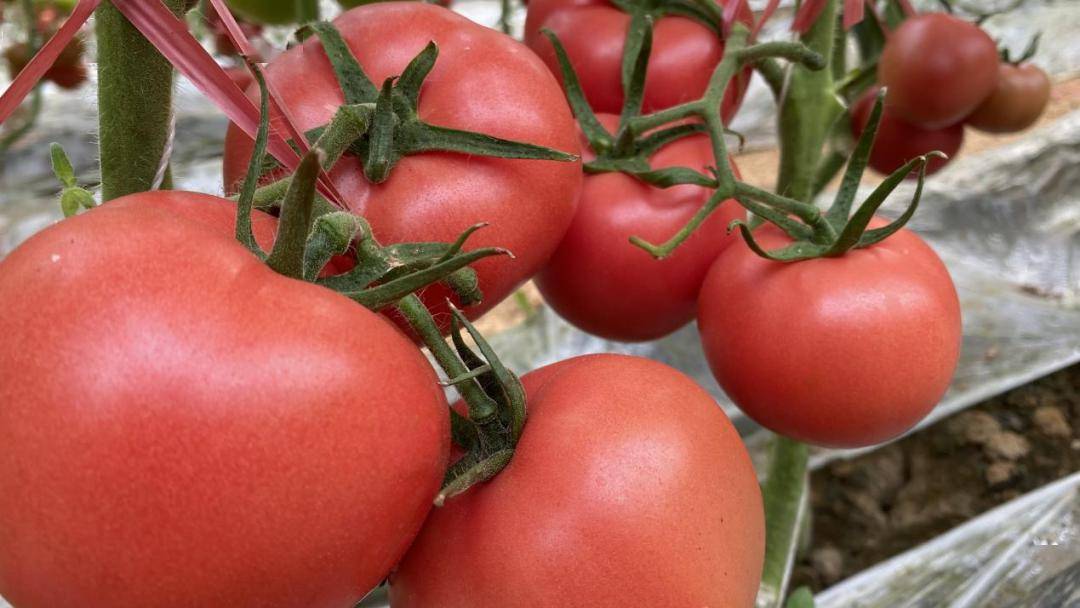 丨膨果快,产量高,品质好,选择齐稷黑金源错不了_标准化_效果_西红柿
