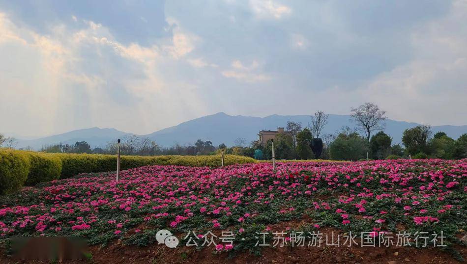 【山水春季自組團】3月2日滇東南環線春色 羅平,彌勒,普者黑,蒙自