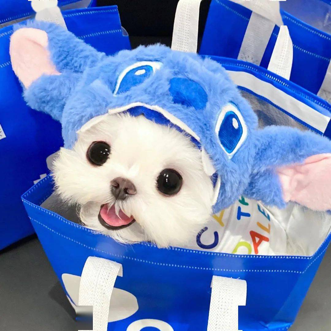 头像| 简单干净的微信头像_小狗_线条_maltese