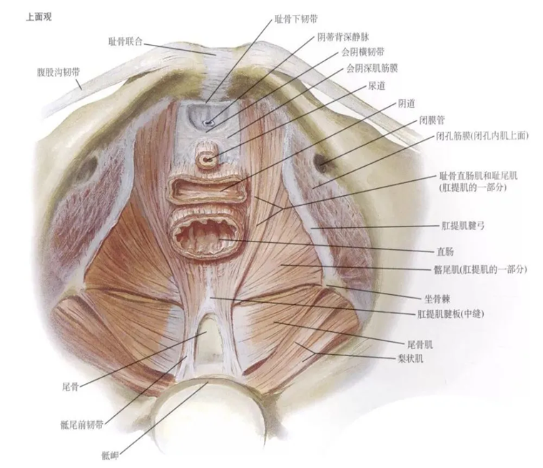 女性尿道解剖学结构图片