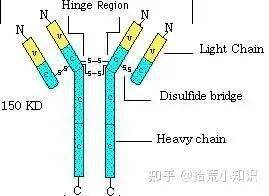 講述免疫球蛋白與抗體的故事_抗原_分子_氨基酸