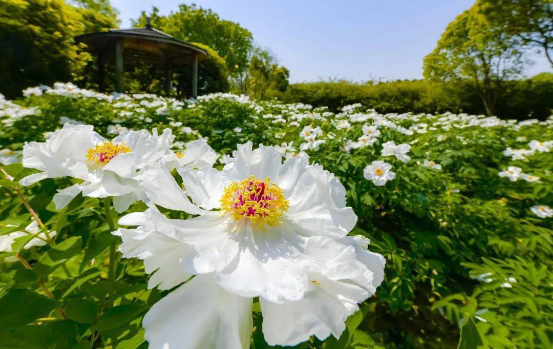 牡丹賞花點:長三角(蘇州)櫻花主題公園,蘇州(中國)花卉植物園春天的