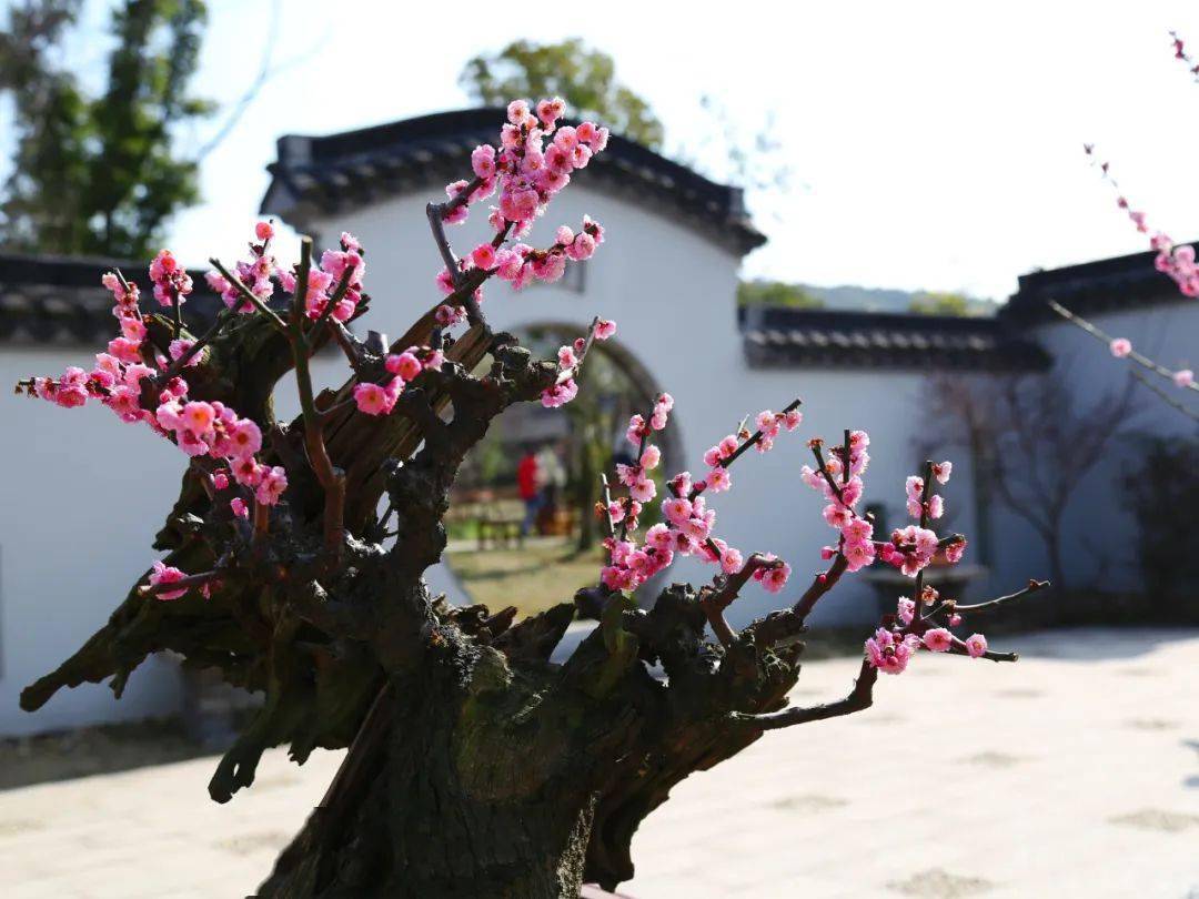 春节无锡梅园有【龙】现世?_梅花_广场_游园