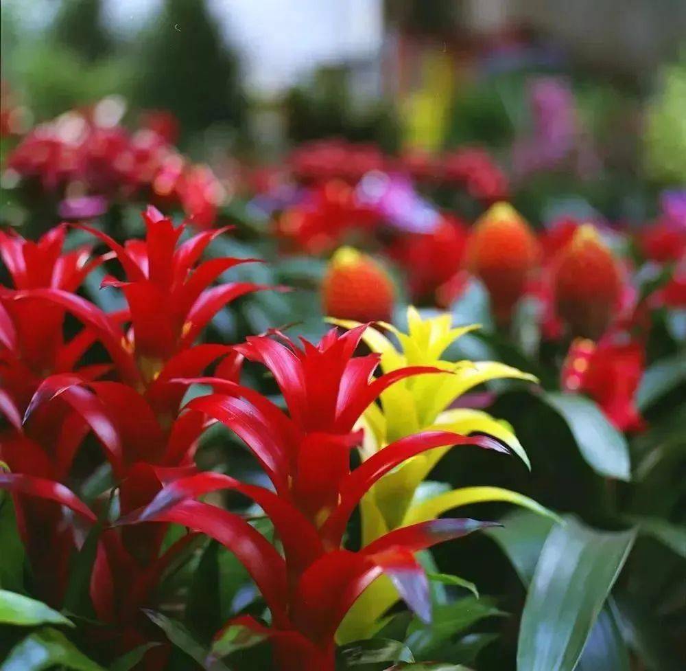 鲜花港年宵花盛放,招财纳福,欢欢喜喜迎新年!_向东_向北_花卉