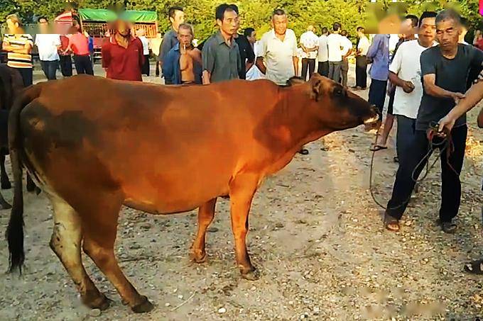 曲靖一人买牛时被踢伤,卖家赔了19万._马某_被告_原告