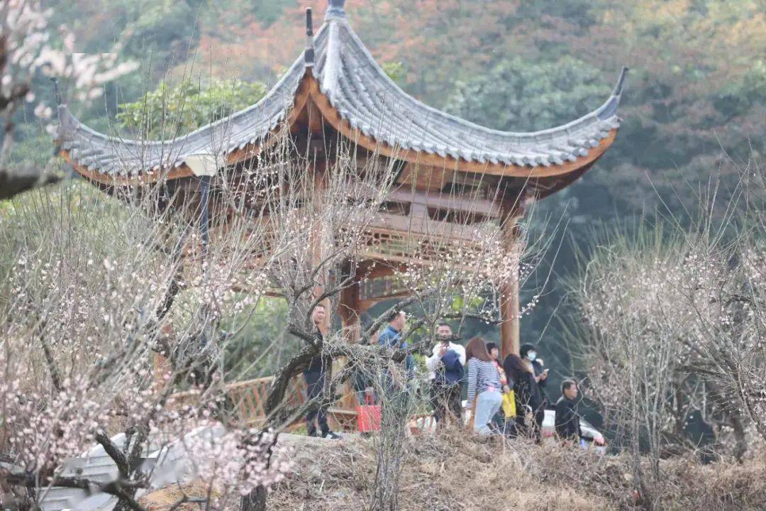 惠州这些地方的梅花,"亿点点"好看!_梁化_湖景区_惠东