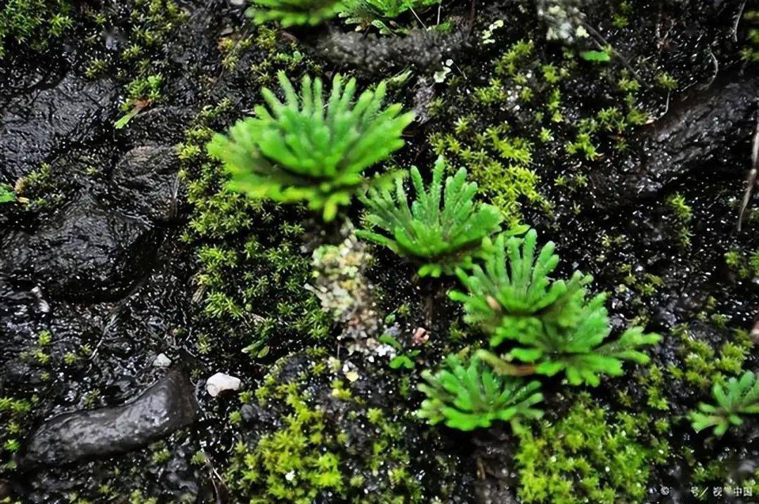 原因特别简单,在野外,还魂草具有迁徙能力,如果水源不足,它可以迁徙到