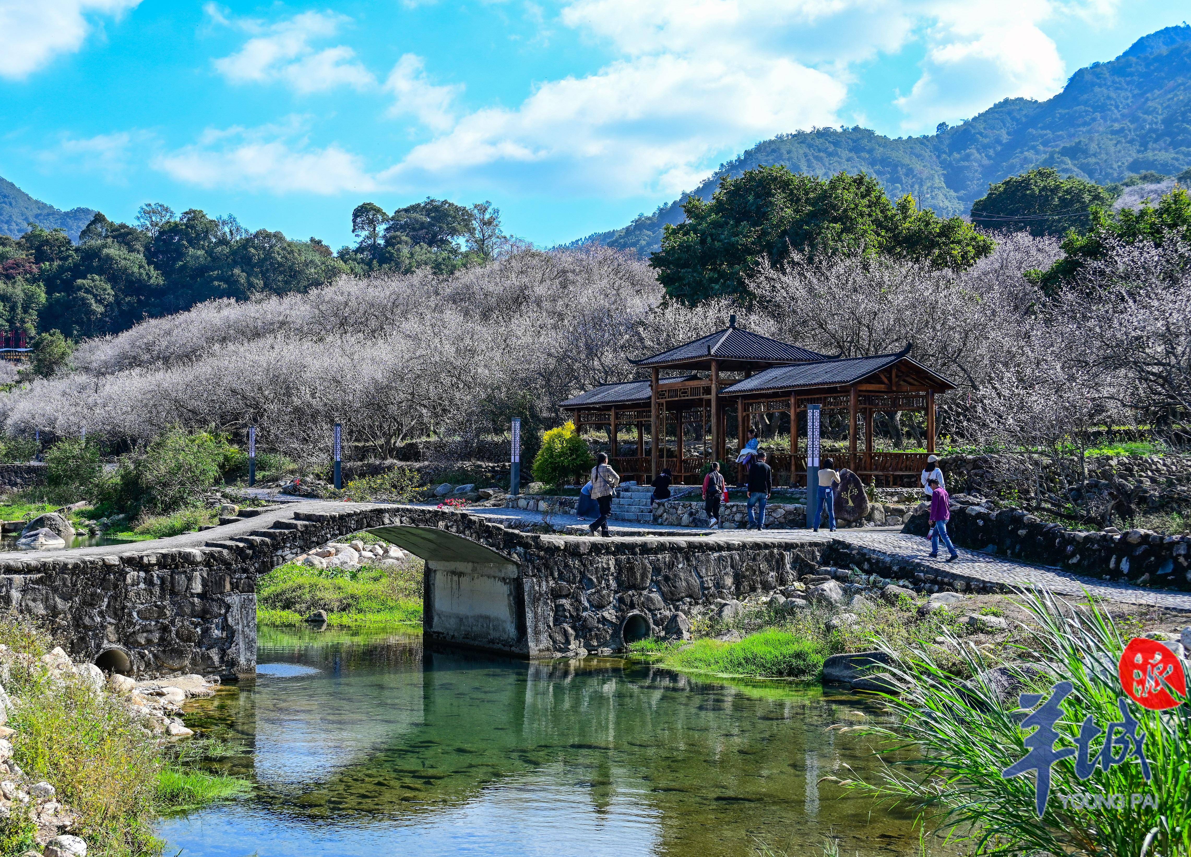 陆河梅花景色旅游区图片