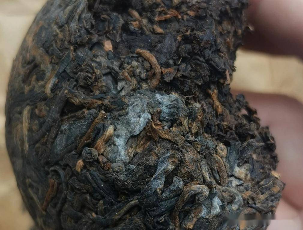 一克熟茶五亿霉菌,喝熟茶等于喝脏水?普洱茶到底能不能喝?