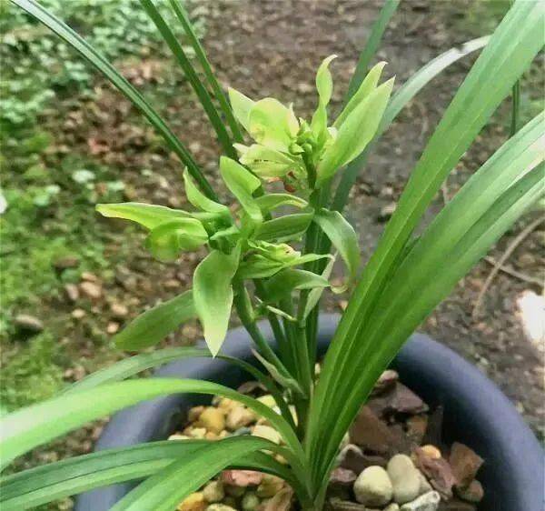 9种曾经的天价兰,跌落神坛别小瞧,还是名品好兰花,值得捡漏_水果_花朵