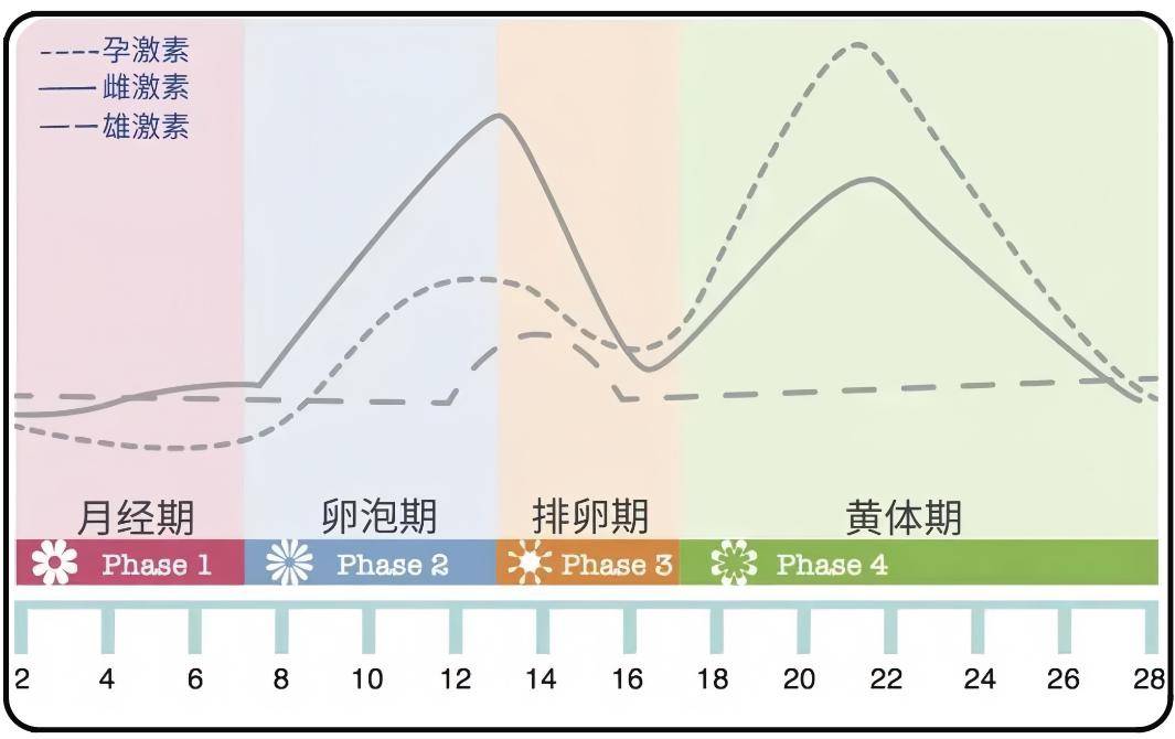激素力量有关:如果说一年有四季,那么女人一个月内就可以领略四个周期