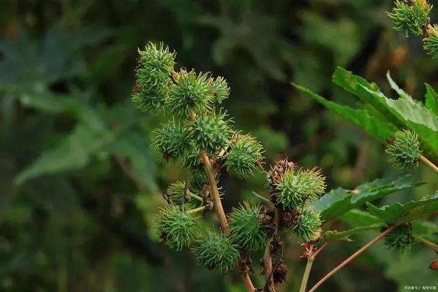 什么是"五谷"?稻,黍,稷,麦,菽,现在叫什么名字?