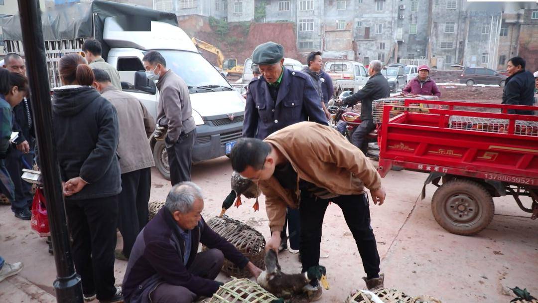 桂平市社步鎮家禽交易市場投入使用~_活動_貴港