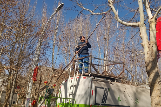 墨玉县积极开展树木冬季养护工作