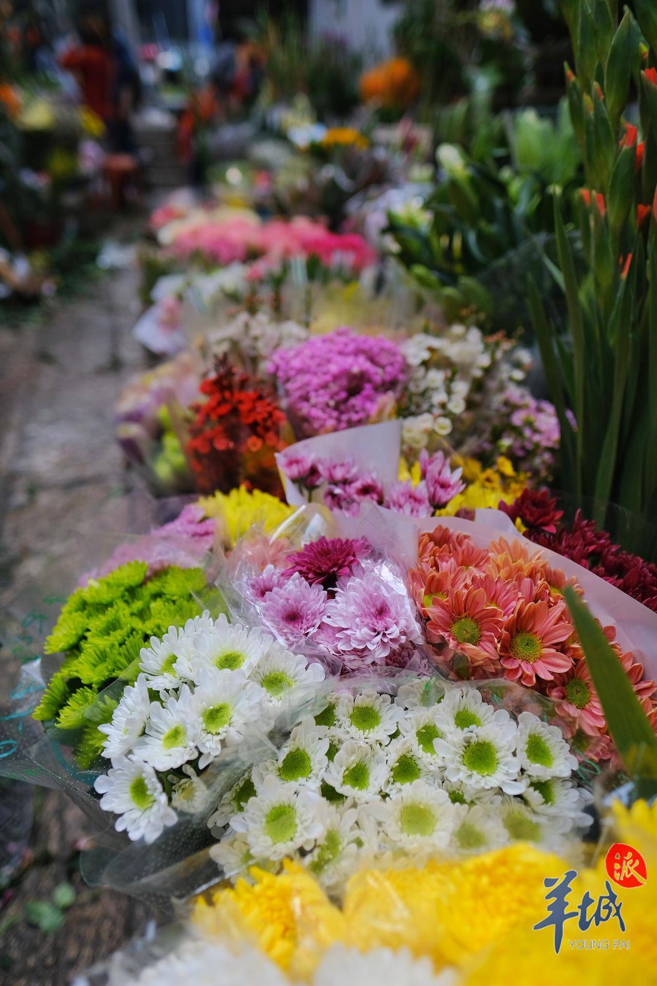 秋明拍花|漫步小巷,遇见"花姐"_广州_街坊_斤半