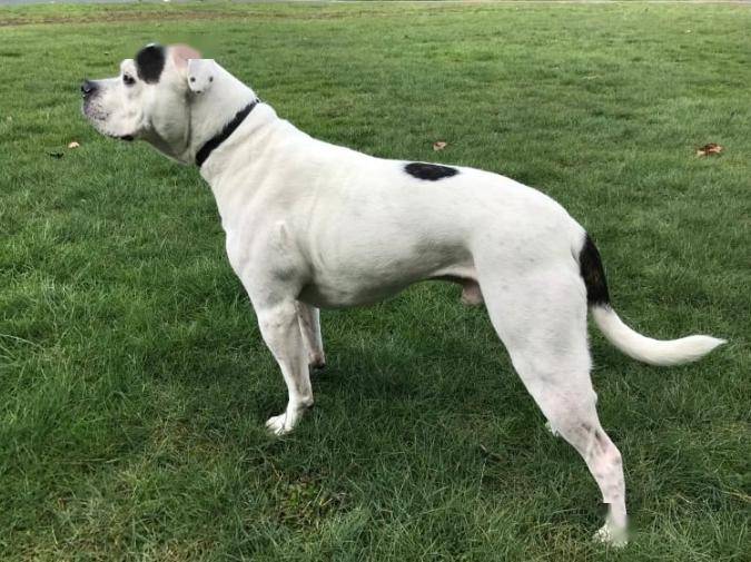 新西兰华人爆料：老公出门遭恶犬无故撕咬，鲜血淋漓！至今找不到狗和主人......