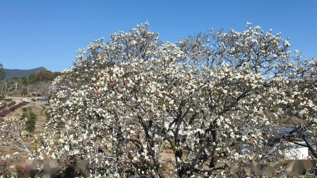 这是凤庆县雪山镇王家寨"千年古玉兰"向世人作出的浪漫邀约.