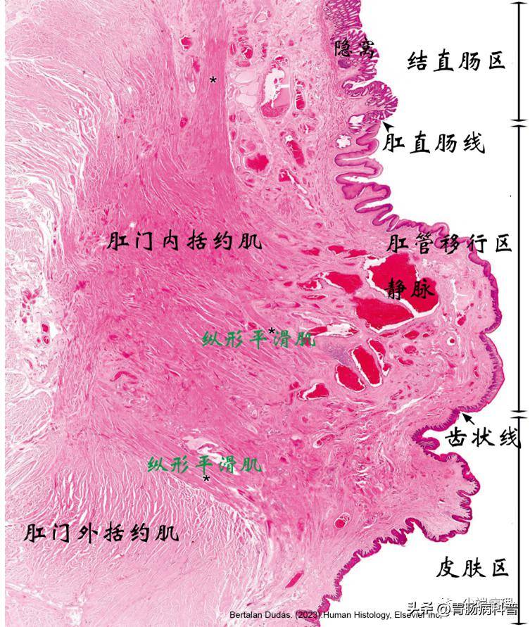 (正常)消化系统解剖——下消化道:大肠_升结肠_黏膜_上皮