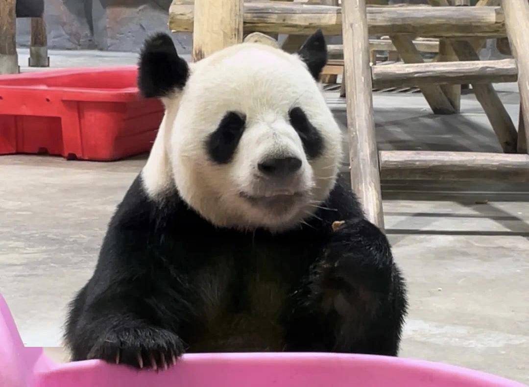 亮家底啦 | 來欒川竹海野生動物園,邂逅奇趣動物吧!