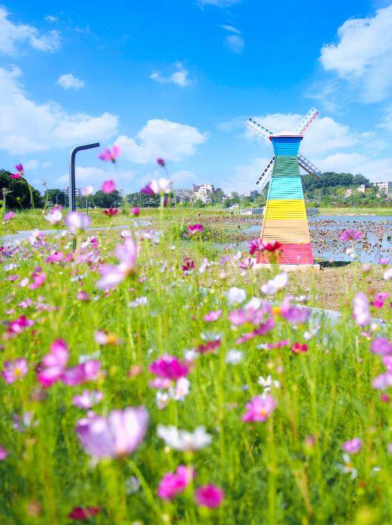 打卡4条「赏花线路」,看遍东莞最美的花海_大岭山镇_公园_食品