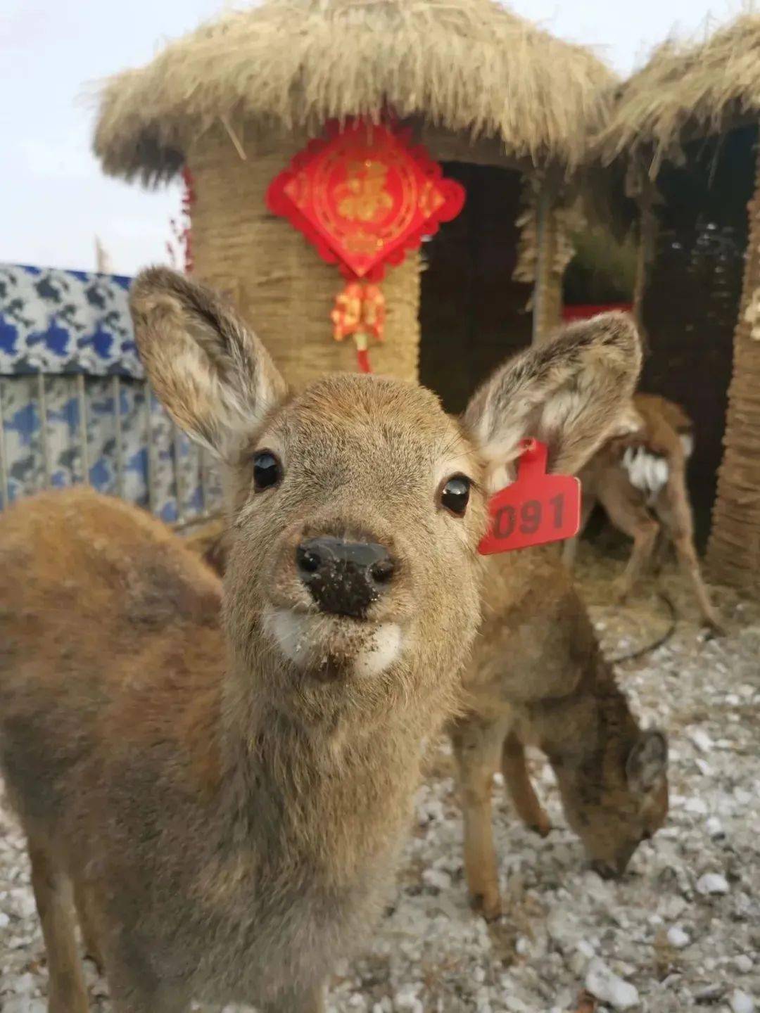 腊八之夜的雪是属于银川的冬月浪漫